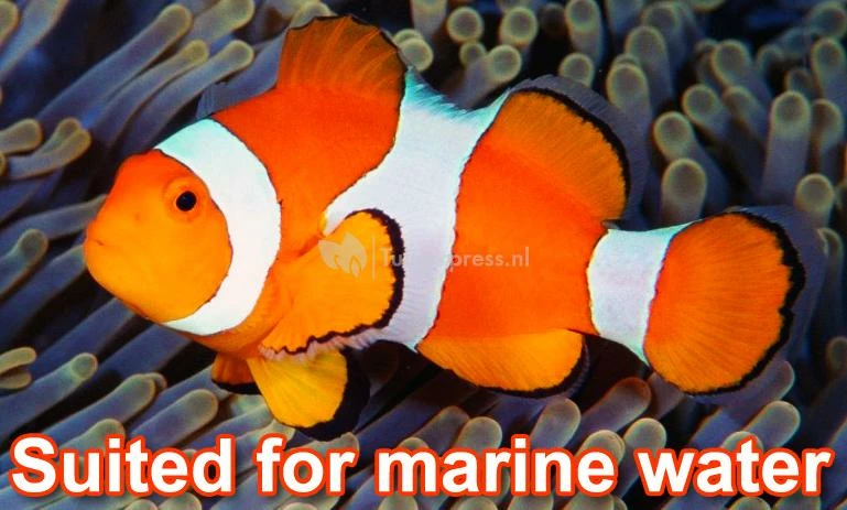 Ecomax O-serie Plus Vijverpomp - Image 2