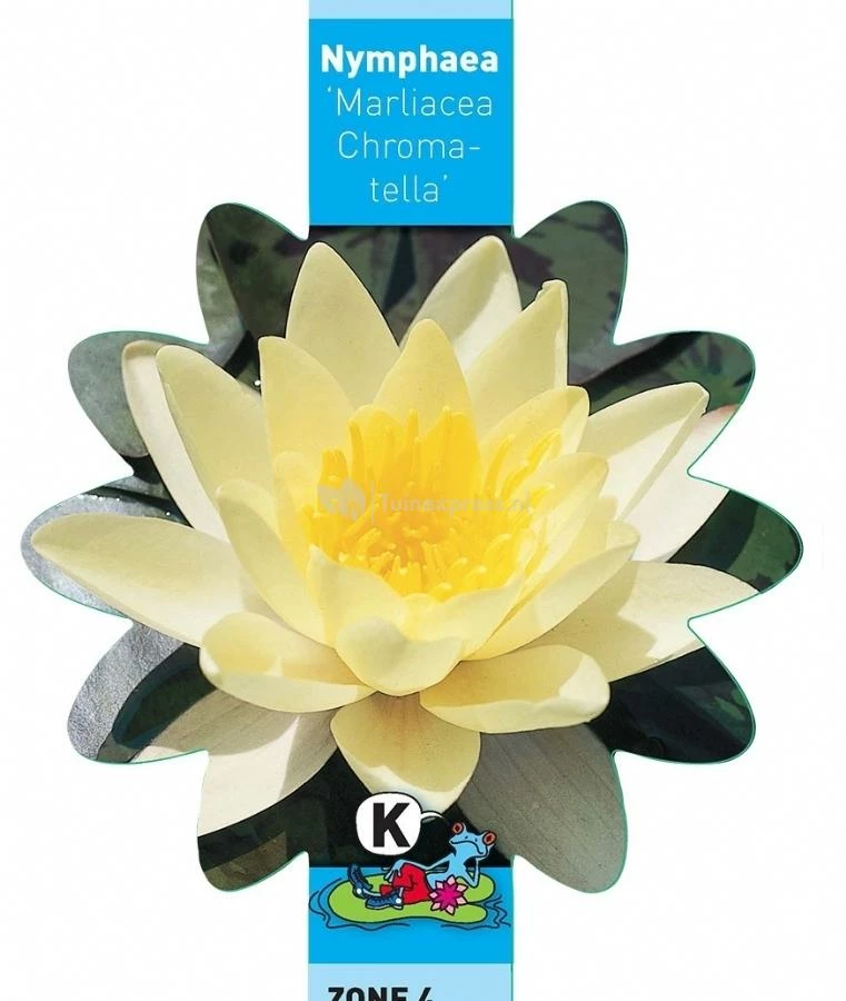 Gele Waterlelie (Nymphaea “Marliacea Chromatella”) Waterlelie - Image 3