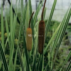Grote Bonte Lisdodde (Typha Latifolia “variegata”) Moerasplant