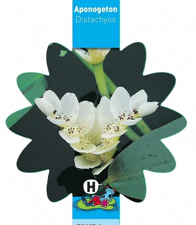 Kaapse Waterlelie (Aponogeton Distachyos) Waterlelie - Image 3