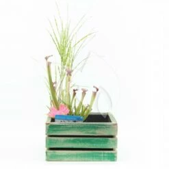 Mini Vijver In Houten Kistje Groen