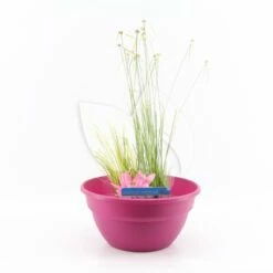 Mini Vijver Kunststof Roze