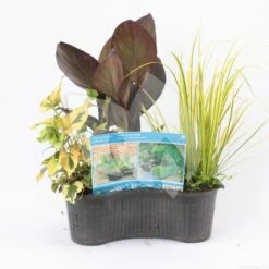 Mix Waterplanten In Ovale Vijvermand