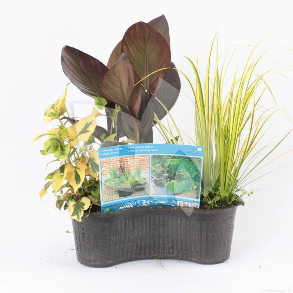 Mix Waterplanten In Ovale Vijvermand