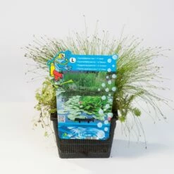 Mix Zuurstofplanten In Vijvermand
