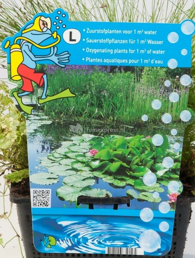 Mix Zuurstofplanten In Vijvermand - Image 2