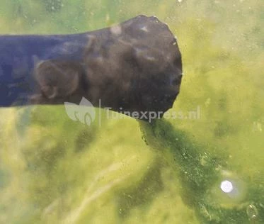 OASE PondoVac 3 Vijverstofzuiger - Image 4