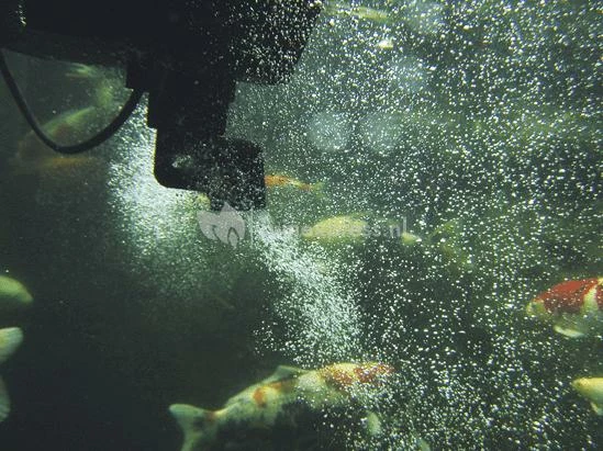 OASE SwimSkim 50 Skimmer Vijver - Image 4