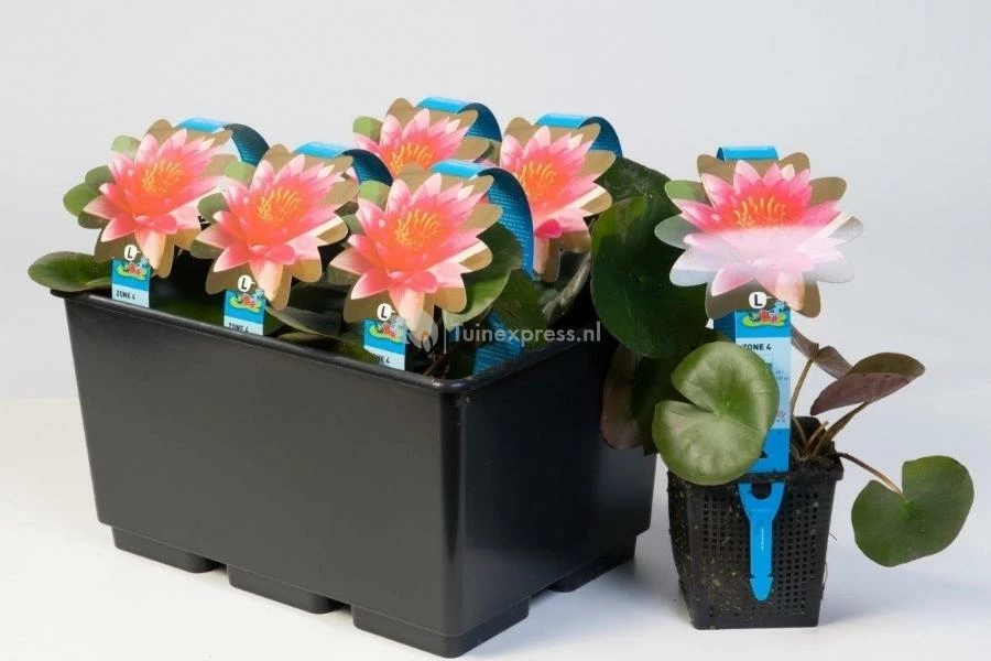 Oranje Waterlelie (Nymphaea Aurora) Waterlelie - Image 2