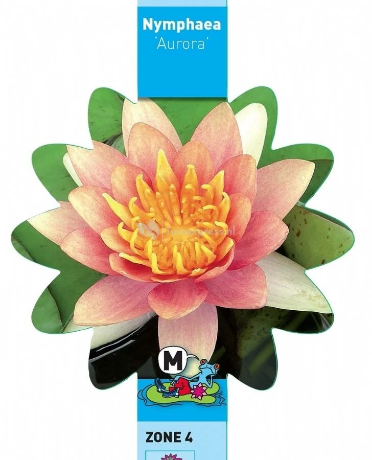 Oranje Waterlelie (Nymphaea Aurora) Waterlelie - Image 3