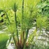 Papyrus (Cyperus Papyrus 'Perkamentus') Moerasplant