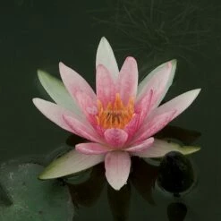 Rode Dwergwaterlelie (Nymphaea Pygmaea Rubra) Waterlelie