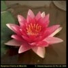 Rode Waterlelie (Nymphaea Charles De Meurville) Waterlelie