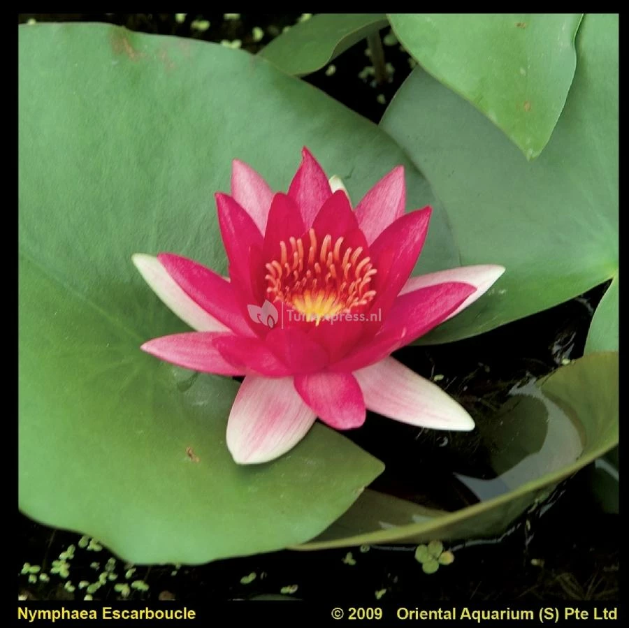 Rode Waterlelie (Nymphaea Escarboucle) Waterlelie