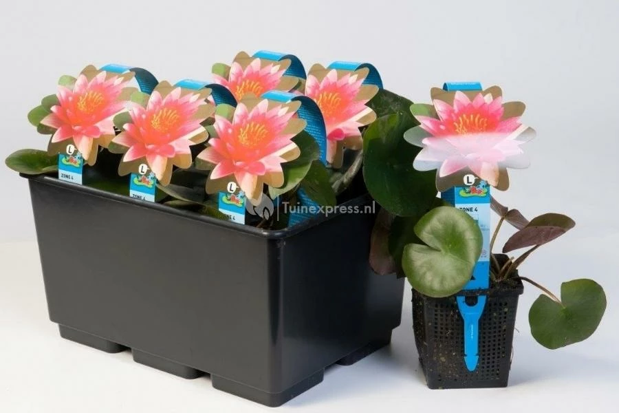 Rode Waterlelie (Nymphaea Escarboucle) Waterlelie - Image 2