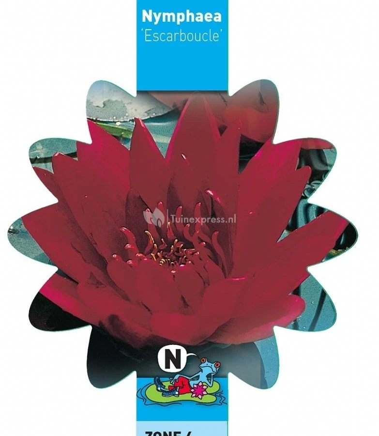 Rode Waterlelie (Nymphaea Escarboucle) Waterlelie - Image 3