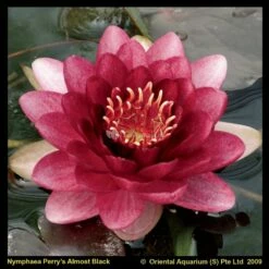 Rode Waterlelie (Nymphaea Perry Almost Black) Waterlelie