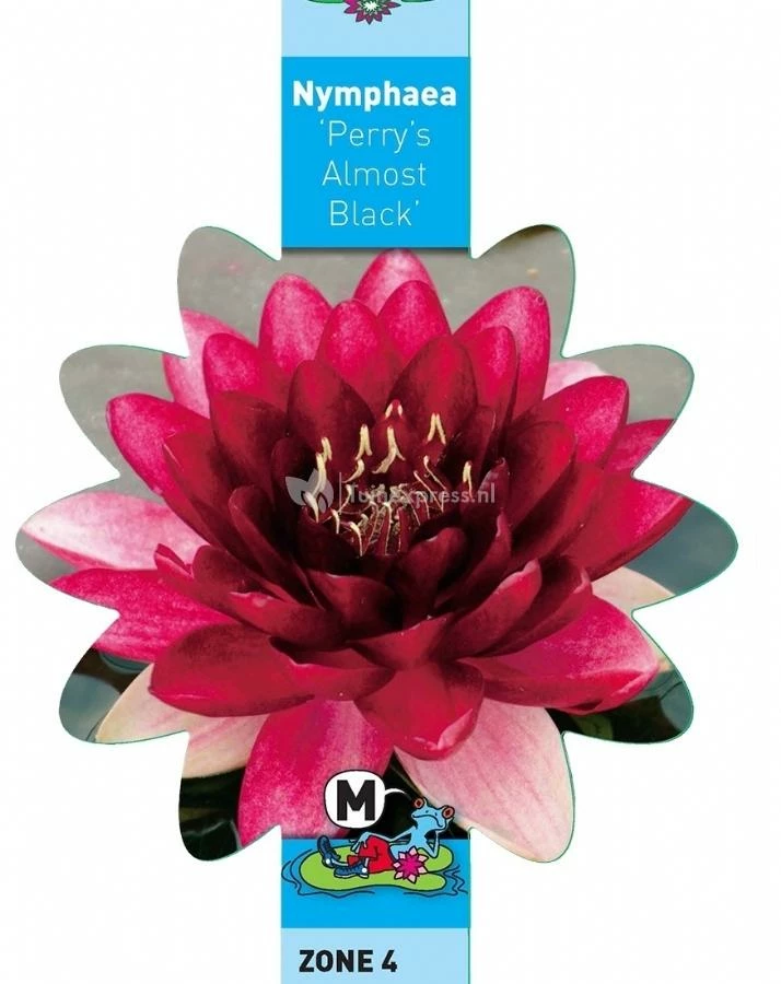 Rode Waterlelie (Nymphaea Perry Almost Black) Waterlelie - Image 3