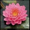 Roze Waterlelie (Nymphaea Fire Opal) Waterlelie