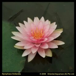 Roze Waterlelie (Nymphaea Hollandia) Waterlelie