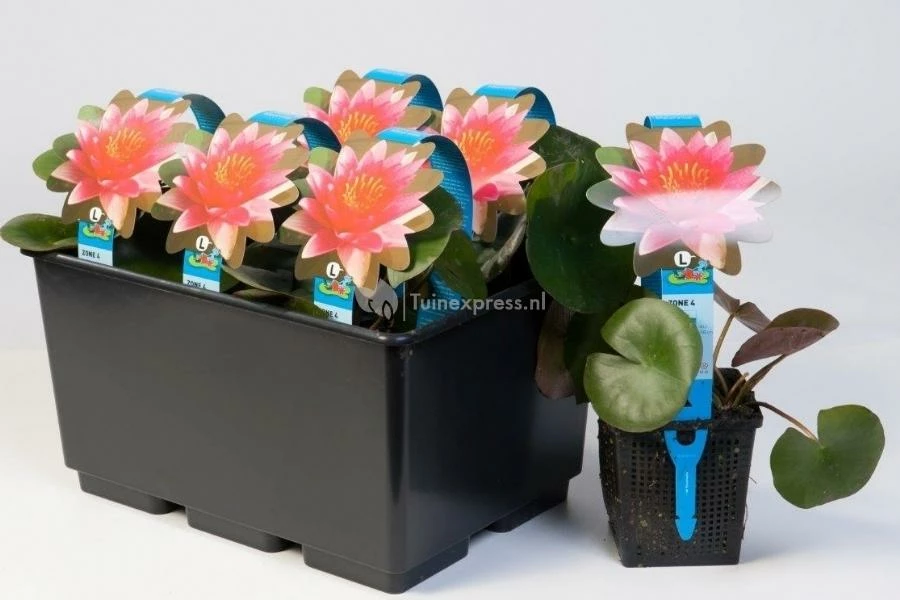 Roze Waterlelie (Nymphaea James Brydon) Waterlelie - Image 2