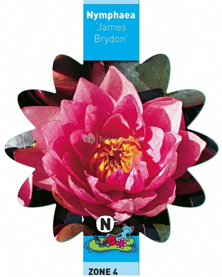 Roze Waterlelie (Nymphaea James Brydon) Waterlelie - Image 3