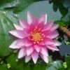 Roze Waterlelie (Nymphaea Madame Wilfron Gonnère) Waterlelie
