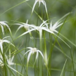Sterrengras (Dichromena Colorata) Moerasplant