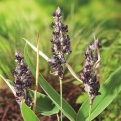 Thalia (Thalia Dealbata) Moerasplant