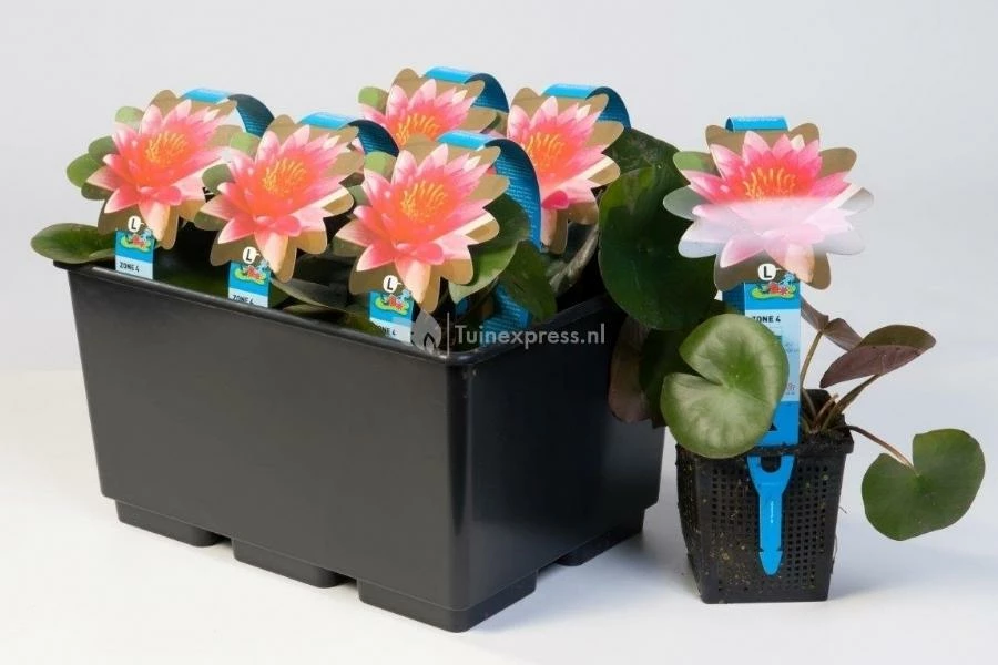 Witte Dwergwaterlelie (Nymphaea Pygmea Alba) Waterlelie - Image 2