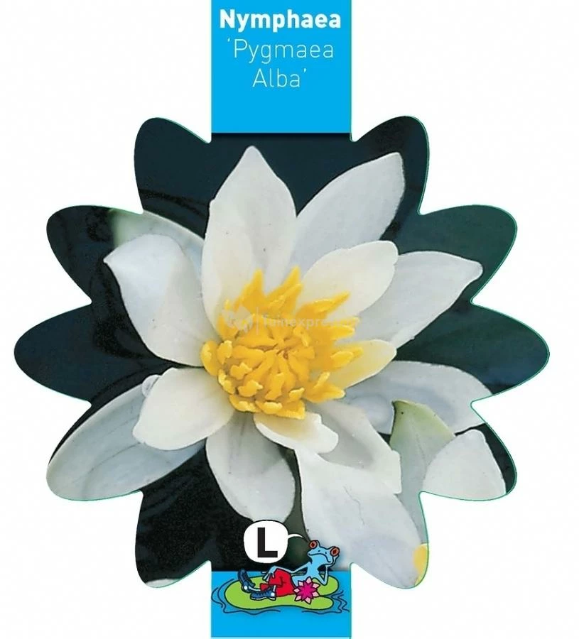 Witte Dwergwaterlelie (Nymphaea Pygmea Alba) Waterlelie - Image 3