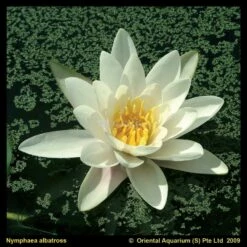Witte Waterlelie (Nymphaea Albatros) Waterlelie