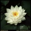 Witte Waterlelie (Nymphaea Gonnere) Waterlelie