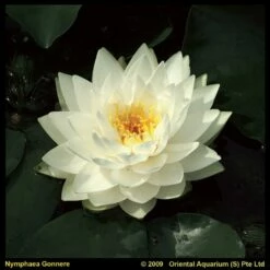 Witte Waterlelie (Nymphaea Gonnere) Waterlelie
