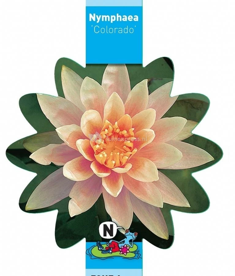 Zalmroze Waterlelie (Nymphaea Colorado) Waterlelie - Image 3